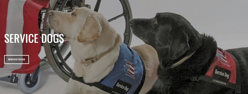Patriot Paws 1 Screen Shot 2021 04 21 At 10.36.33 Am